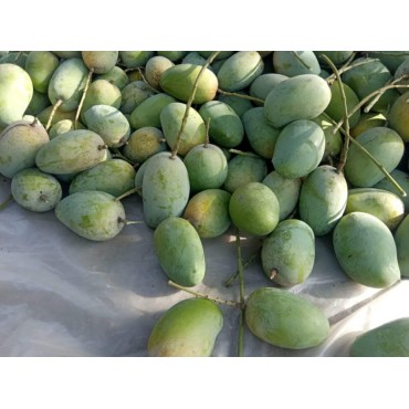 GIR KESAR MANGO TALALA - 10KG (Direct from Junagadh(GIR) farms to your doorstep)